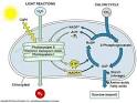 2 parts of photosynthesis <?=substr(md5('https://encrypted-tbn2.gstatic.com/images?q=tbn:ANd9GcSNQlshuro1ioS08tu93KdLteybQvLnQrIoP8XBp7sAMVncHj3cwl8G09g'), 0, 7); ?>