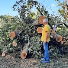 Landowner disputes tree pruning by farmer on her property in Bressuire