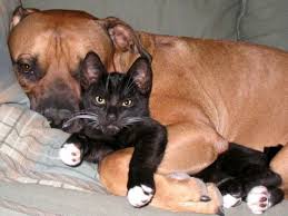 Résultat de recherche d'images pour "cats and dogs living together pictures"