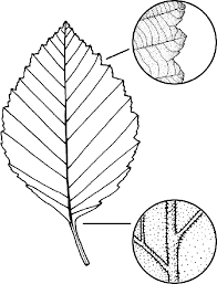 Image result for alder leaves