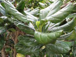 Hasil gambar untuk tempat teraneh di indonesia