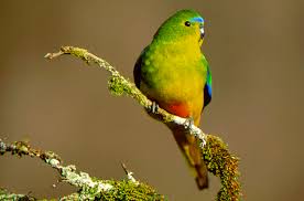 ผลการค้นหารูปภาพสำหรับ orange-bellied parrot