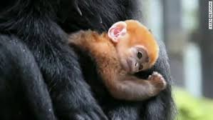Image result for MONKEYS