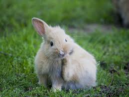 Image result for RABBIT