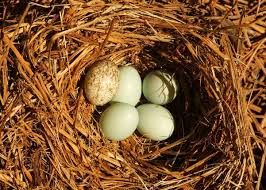 Image result for brown headed cowbird eggs