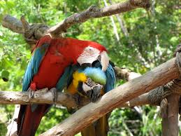 Image result for macaw parrot hd