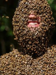 Image result for huge bee stinging person