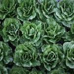  Romaine lettuce E. coli outbreak kills 4 more people