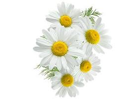 Image de Anthemis nobilis flower