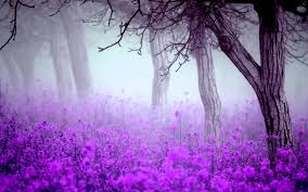Image result for flowers wallpaper