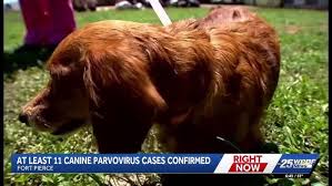 Warning for dog owners: parvo cases confirmed in Fort Pierce ...