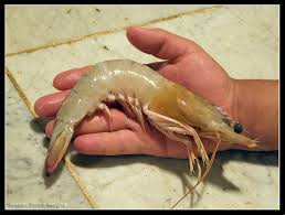 Image result for ‫آبزیان پرورشی مازندران‬‎