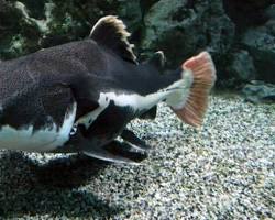 魚 コミュニケーションの画像