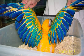 Image result for baby macaw parrot for sale