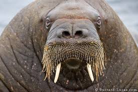 Image result for walrus