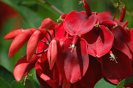 Resultado de imagen para flores norte argentino