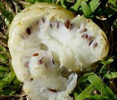 Noni