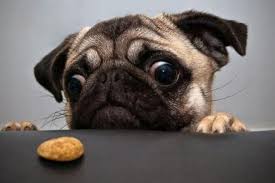 Image result for animals and diet funnies