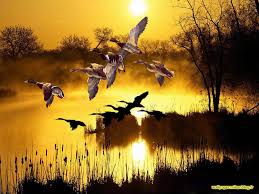 Image result for ‫ عکس های جالب از طبیعت‬‎