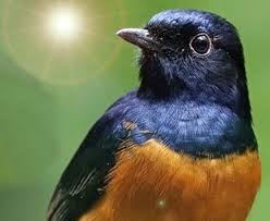 Hasil gambar untuk murai batu