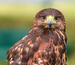 Znalezione obrazy dla zapytania common buzzard