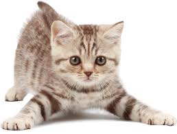 Résultat de recherche d'images pour 'image de chat'