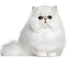 ペルシャ猫の画像