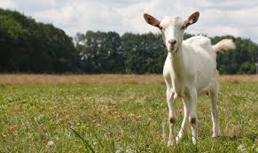 Image result for GOAT