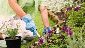 süs bitkileri ile ilgili görsel sonucu