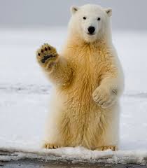 Image result for polar bear