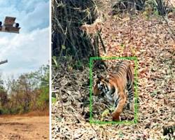 Tadoba Andhari Tiger Reserve Maharashtra India