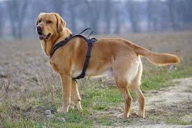 islandpullover doppelt Plötulopi