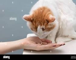 person feeding a kitten from their handの画像