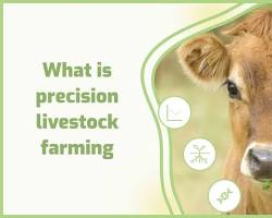 Image of Precision agriculture technology in a dairy farm