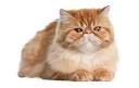 Persian Cat Breed