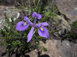 Image result for Moraea elliotii