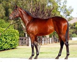Winx horse resmi