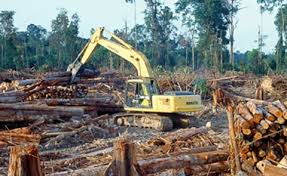 Resultado de imagen para THE WORST PICTURES ABOUT FOREST DEVASTATION