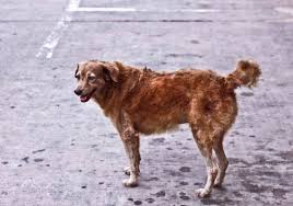 Resultado de imagen para imagenes de perros callejeros