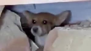 Milo, il cane che ha sconfitto l'impossibile: salvato vivo ...