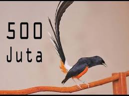 Hasil gambar untuk murai batu