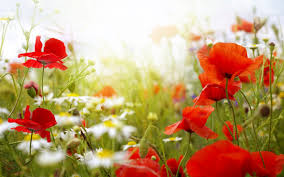 Image result for amapolas