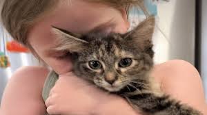 chaton