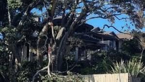 tree — trending on Google in New Zealand