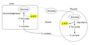 Picture of Cori cycle