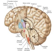 Image result for ventral striatum