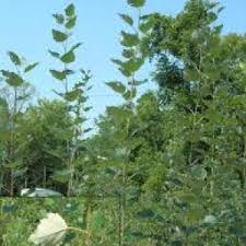 Image result for sagwan image green tree image