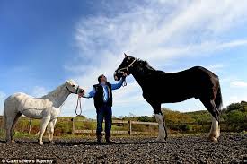 Image result for HORSE