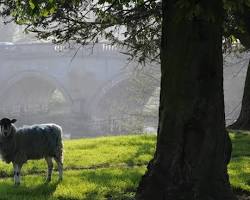 Image of sheep grazing on a large estate