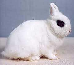 Afbeeldingsresultaat voor konijn kleurdwerg